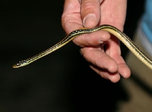Gulf Coast Ribbon Snake