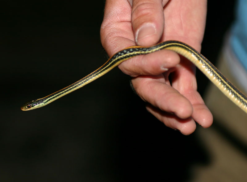Gulf Coast Ribbon Snake