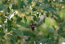Hummingbird Moth