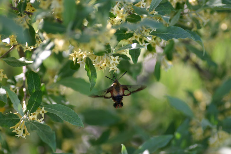 Hummingbird Moth
