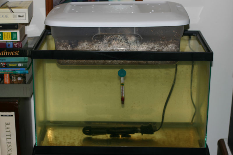 Incubation Tank