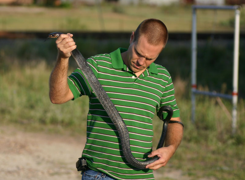 Indigo Snake