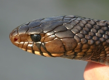 Indigo Snake