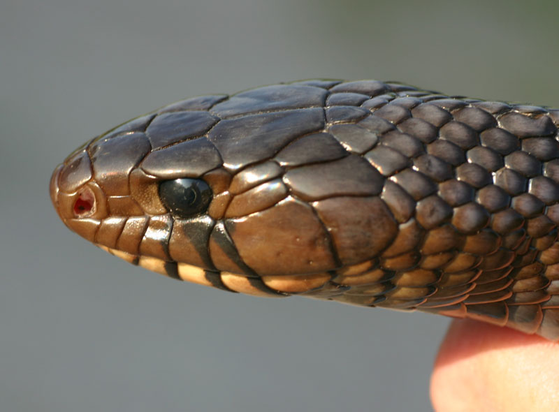 Indigo Snake