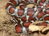 Eastern x Red Milksnake