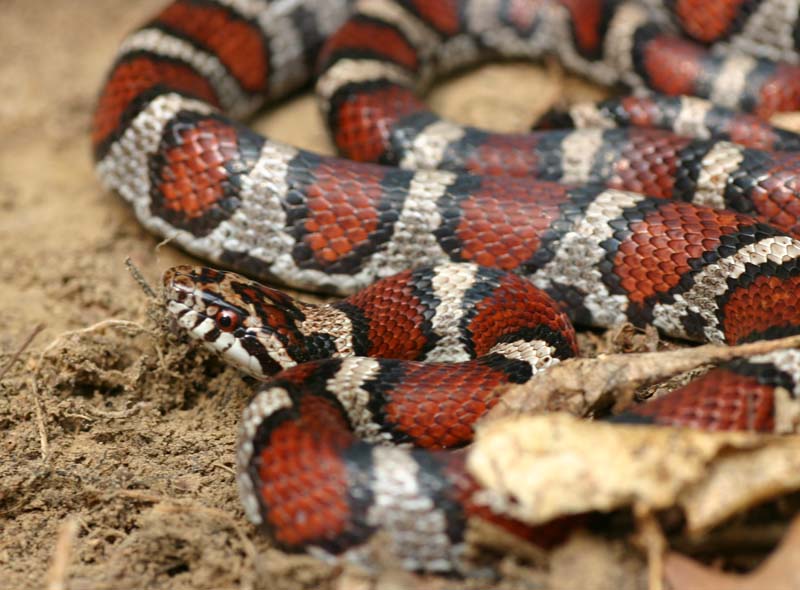 Eastern x Red Milksnake