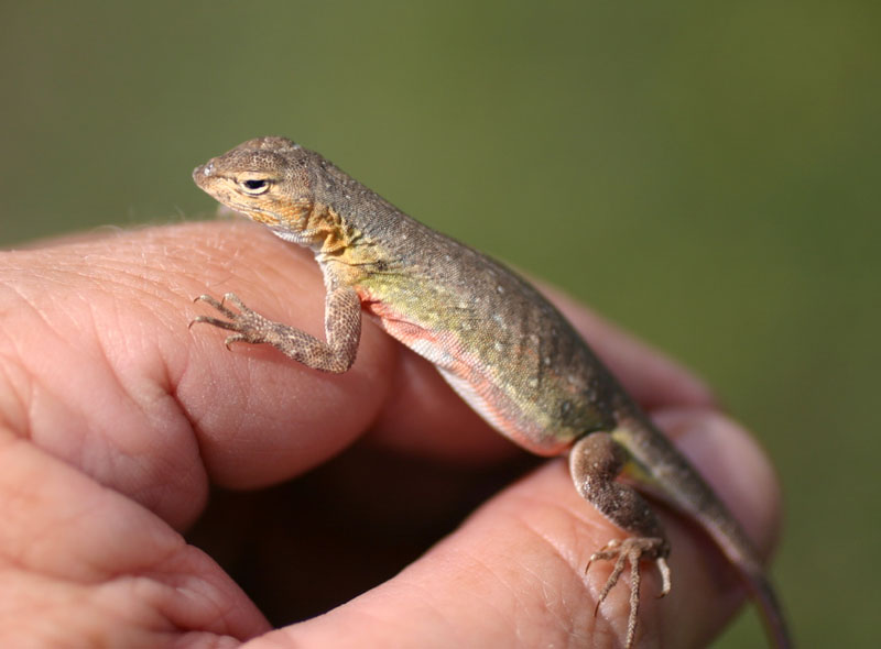 Keeled Earless Lizard