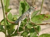 Keeled Earless Lizard