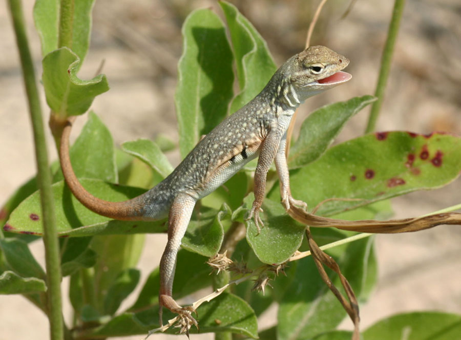 Keeled Earless Lizard