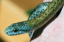 Kunisar Island Ratsnake