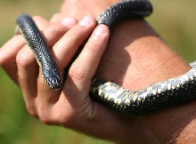 Black Kingsnake