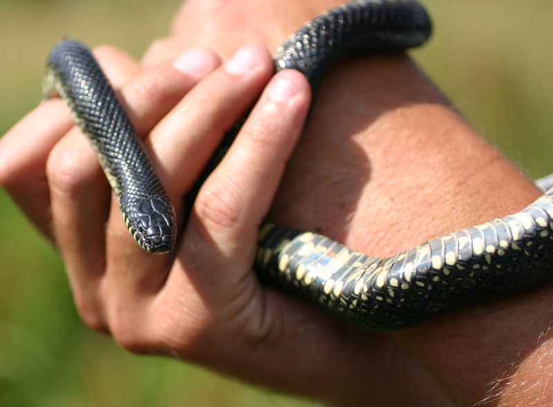 Black Kingsnake