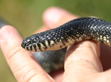 Black Kingsnake