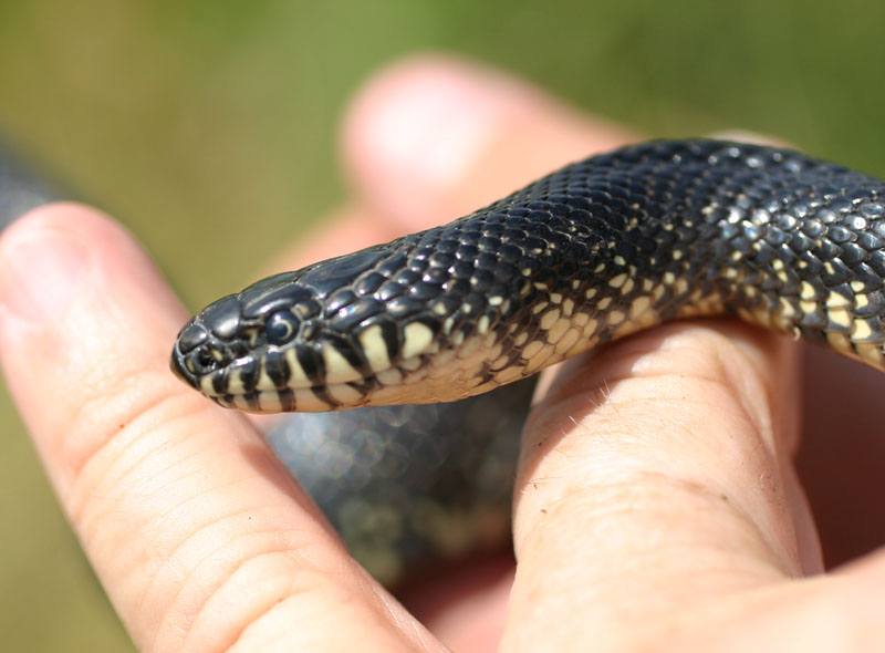 Black Kingsnake