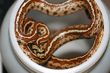 Leopard Snake