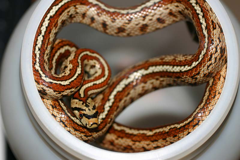 Leopard Snake