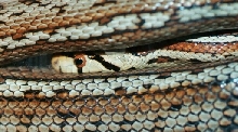 Leopard Snake
