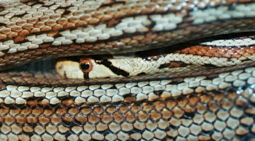 Leopard Snake