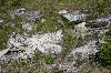 Limestone Rocks