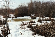 Little Pond
