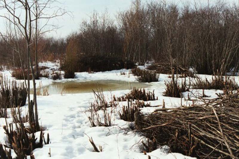 Little Pond