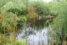 Little Pond