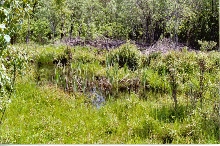 Little Pond