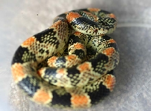 Longnose Snake
