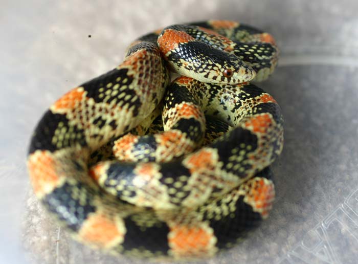 Longnose Snake