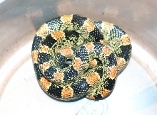 Longnose Snake - dorsal