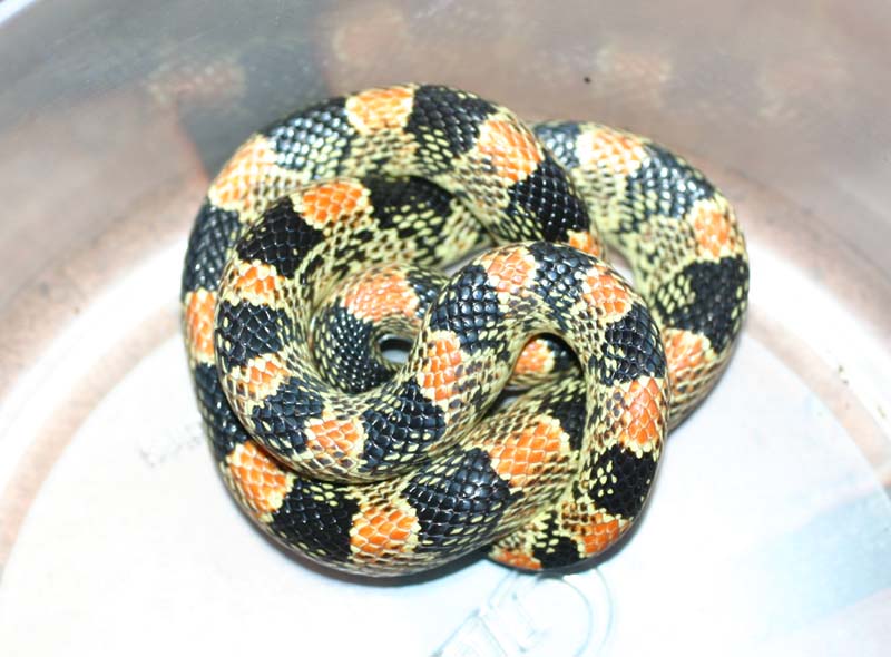 Longnose Snake - dorsal