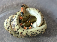 Longnose Snake - ventral