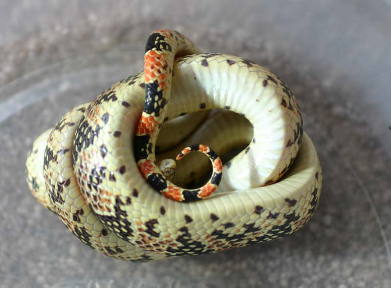 Longnose Snake - ventral