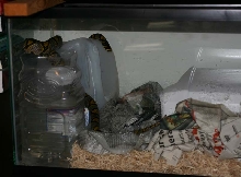 Mandarin Caging