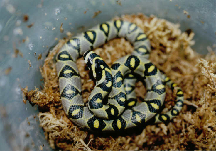 Mandarin Ratsnake