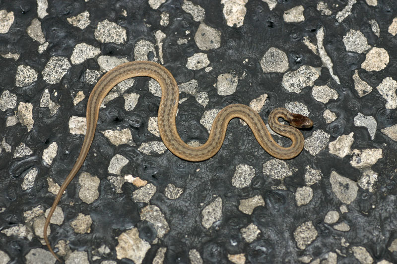 Marsh Brown Snake