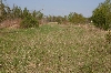 Eastern Massasauga Habitat