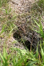 Eastern Massasauga Habitat