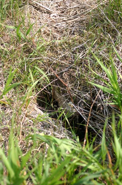Eastern Massasauga Habitat