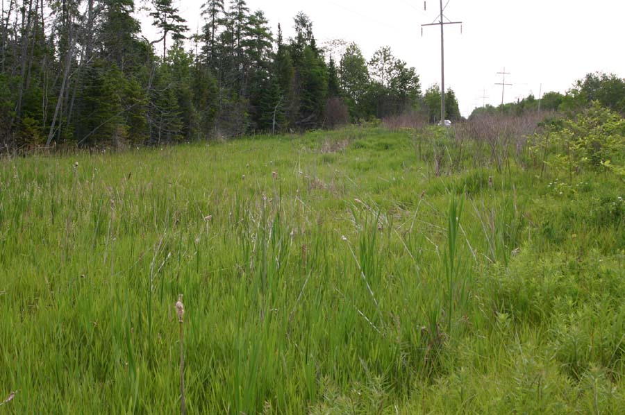 Eastern Massasauga Habitat