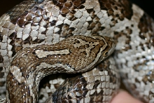 Thornscrub Ratsnake