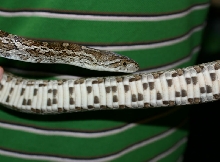 Thornscrub Ratsnake