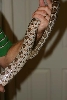 Thornscrub Ratsnake