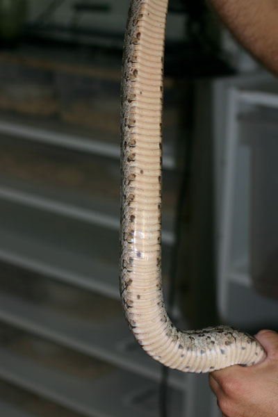 Thornscrub Ratsnake