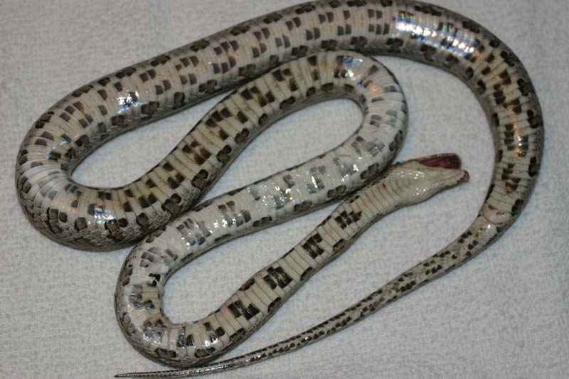 Thornscrub Ratsnake