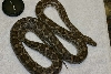 Thornscrub Ratsnake