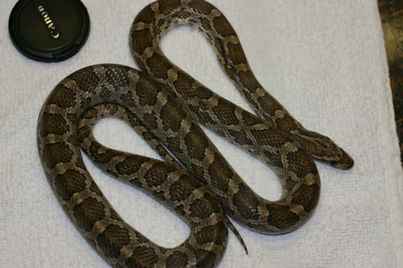 Thornscrub Ratsnake