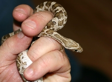 Thornscrub Ratsnake