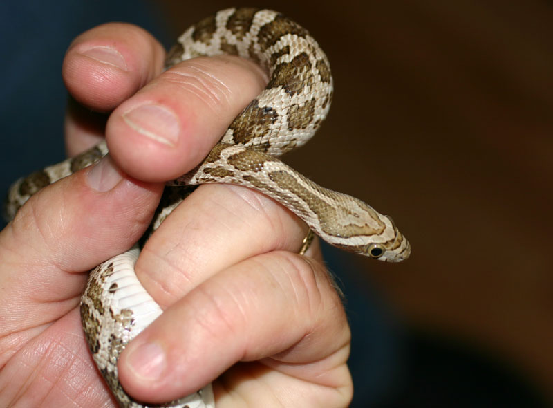 Thornscrub Ratsnake