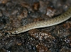 Mexican Hooknose Snake